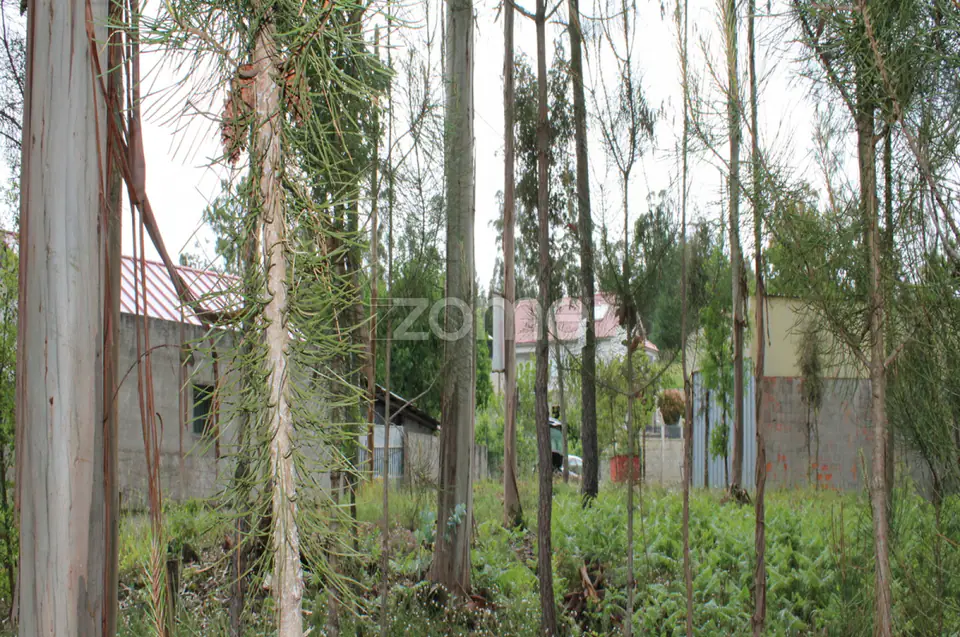 Lote com 45% de Implantação — imagem 16