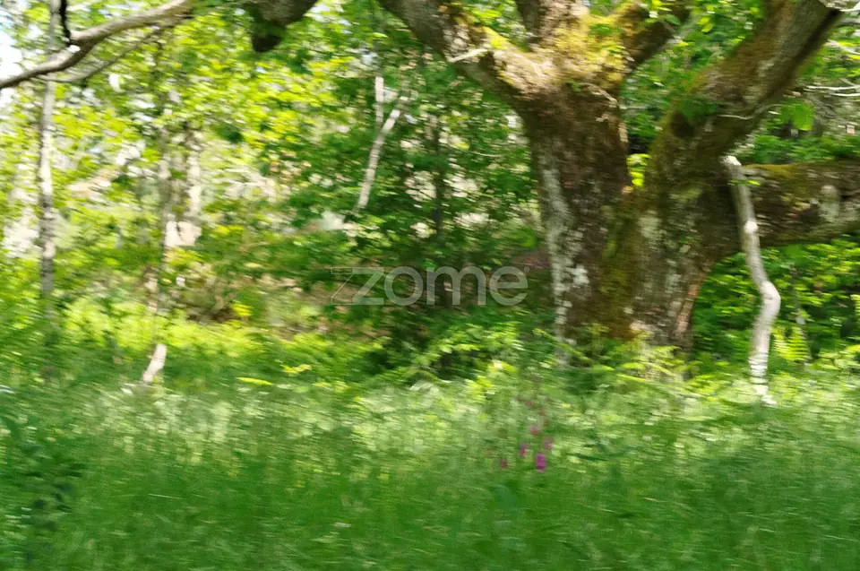 Terreno para venda na Serra da Estrela com ruína para reabilitar — imagem 7