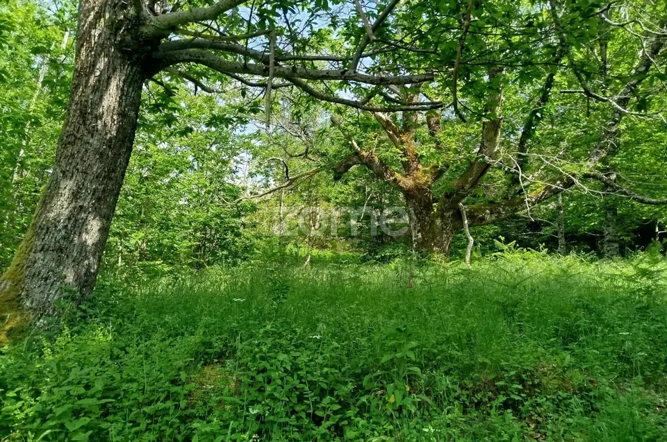 Terreno para venda na Serra da Estrela com ruína para reabilitar — imagem 10