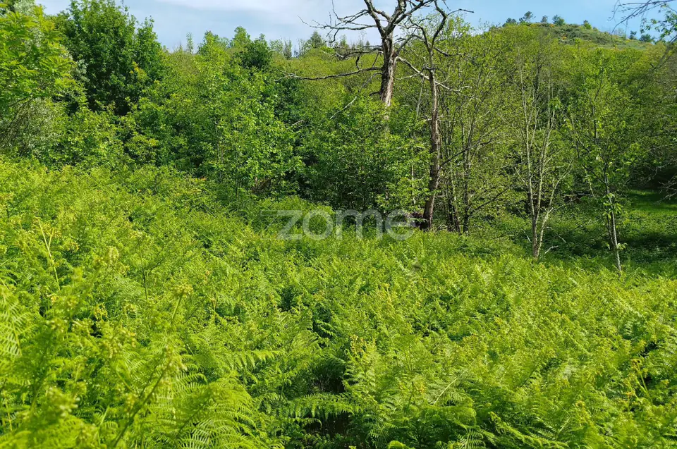 Terreno para venda na Serra da Estrela com ruína para reabilitar — imagem 22