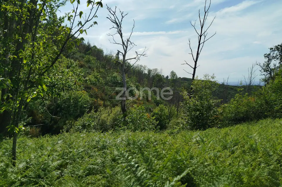 Terreno para venda na Serra da Estrela com ruína para reabilitar — imagem 20