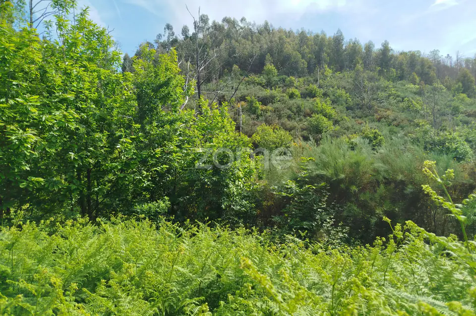 Terreno para venda na Serra da Estrela com ruína para reabilitar — imagem 21
