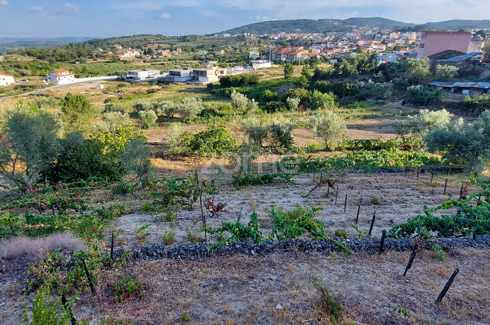 Quinta na Portelinha - Moimenta Da Beira — imagem 3