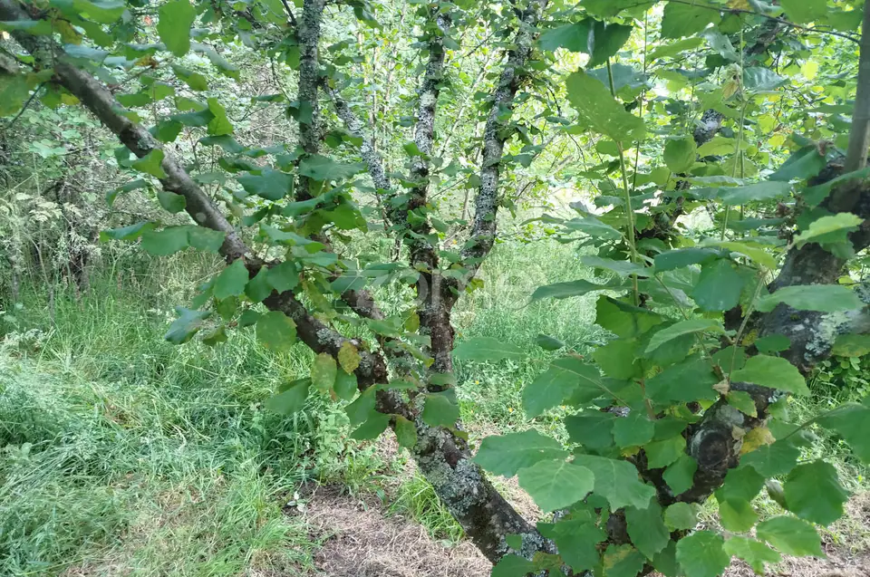 🌿 Terreno à venda – Bairro Do Pereiro, Viseu 🌿 — imagem 12