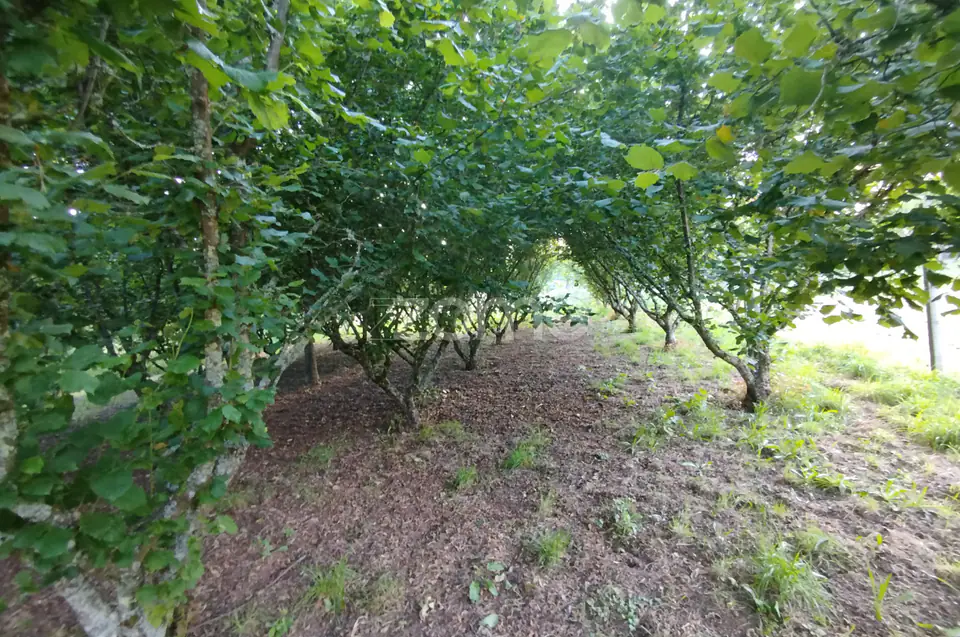 🌿 Terreno à venda – Bairro Do Pereiro, Viseu 🌿 — imagem 5