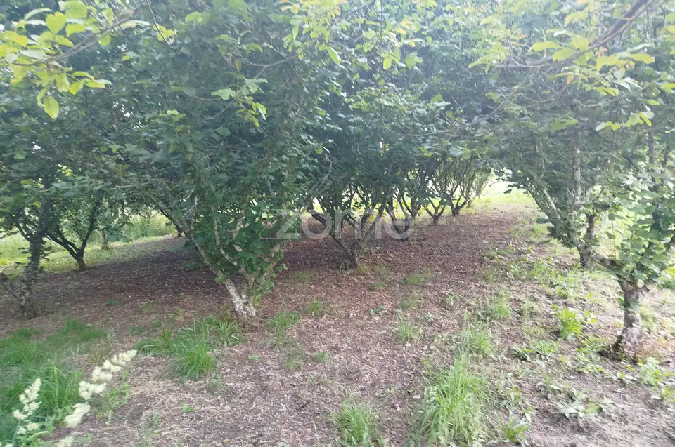 🌿 Terreno à venda – Bairro Do Pereiro, Viseu 🌿 — imagem 3