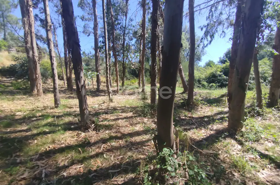 Ruína em Pedra, Palheiro escavado em pedras — imagem 11