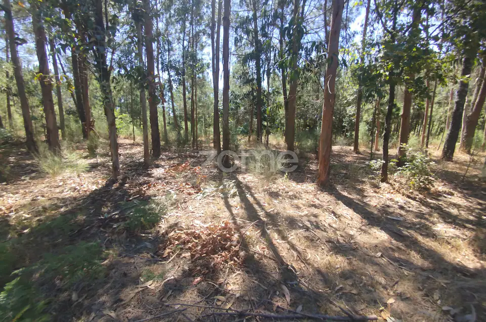 Ruína em Pedra, Palheiro escavado em pedras — imagem 44