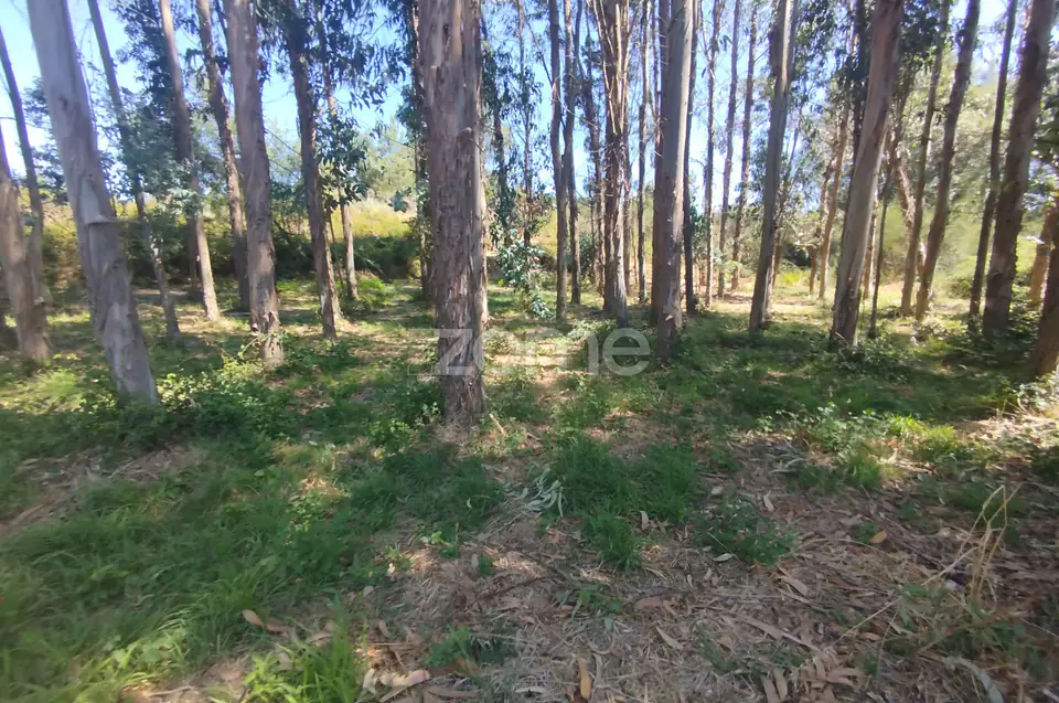 Ruína em Pedra, Palheiro escavado em pedras — imagem 14