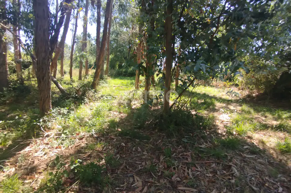 Ruína em Pedra, Palheiro escavado em pedras — imagem 17