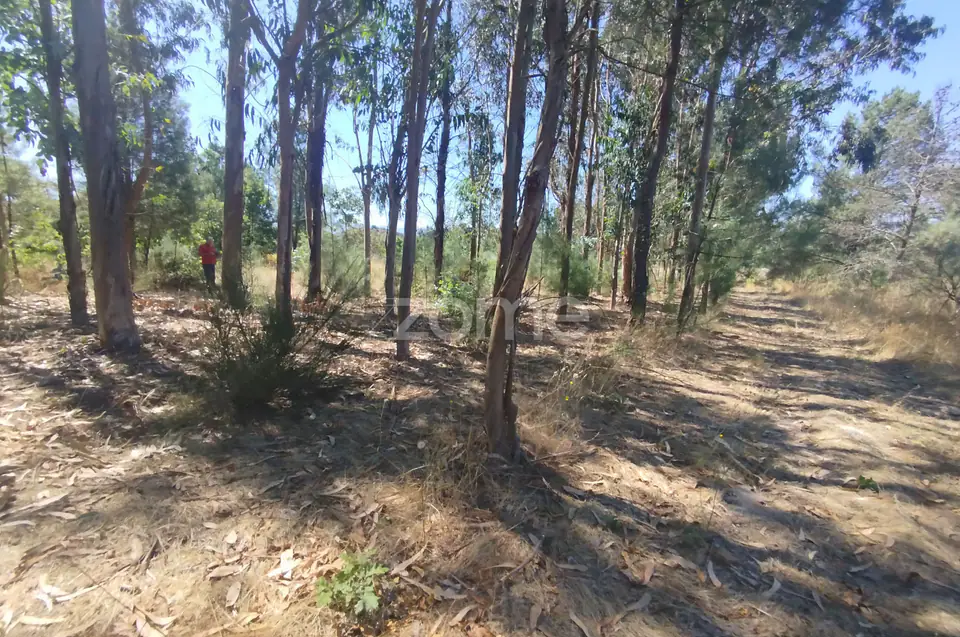 Ruína em Pedra, Palheiro escavado em pedras — imagem 38