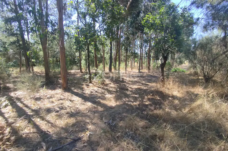 Ruína em Pedra, Palheiro escavado em pedras — imagem 42