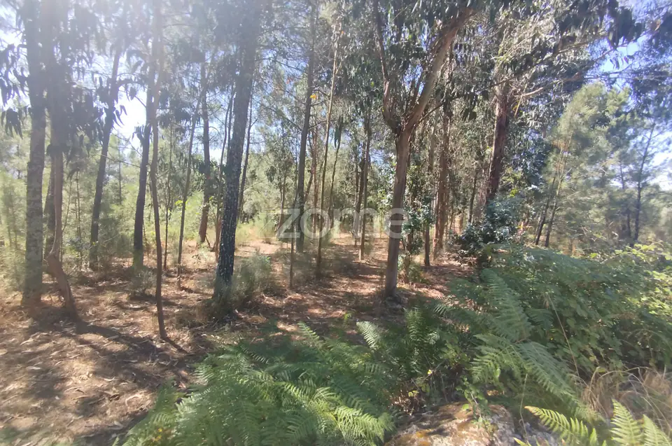 Ruína em Pedra, Palheiro escavado em pedras — imagem 37