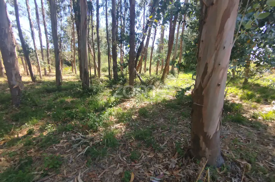 Ruína em Pedra, Palheiro escavado em pedras — imagem 3