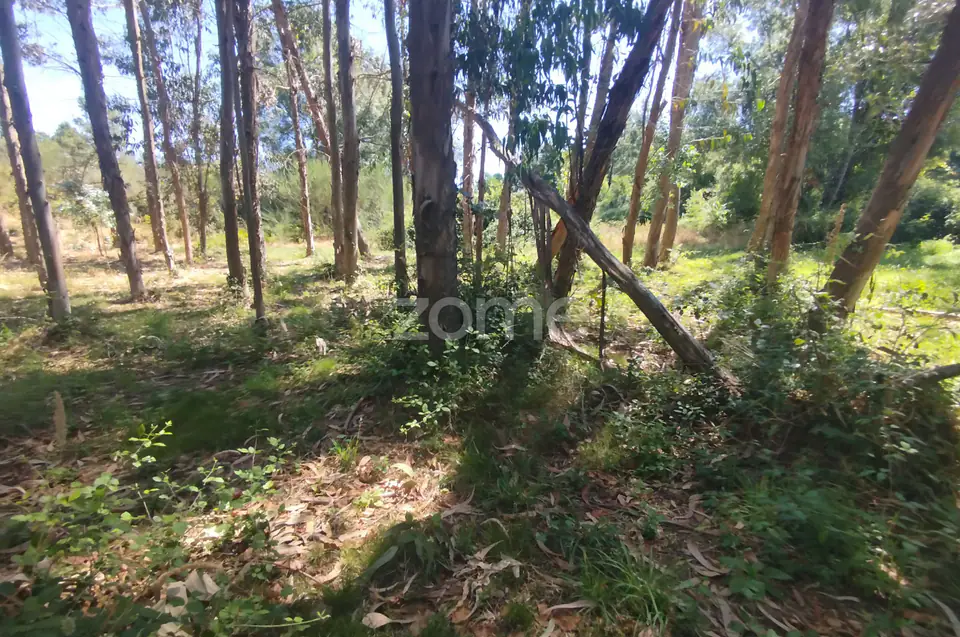 Ruína em Pedra, Palheiro escavado em pedras — imagem 20