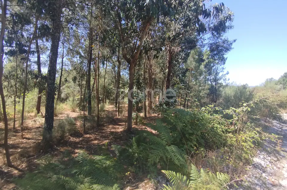 Ruína em Pedra, Palheiro escavado em pedras — imagem 49