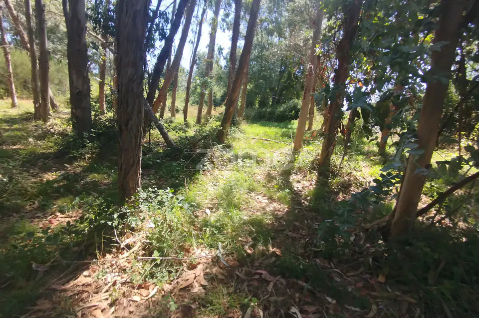 Ruína em Pedra, Palheiro escavado em pedras — imagem 5