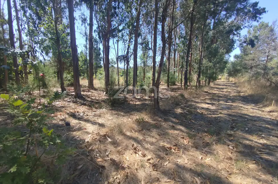 Ruína em Pedra, Palheiro escavado em pedras — imagem 34
