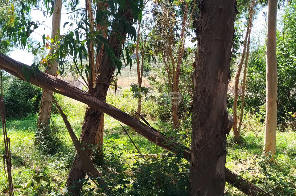 Ruína em Pedra, Palheiro escavado em pedras — imagem 15