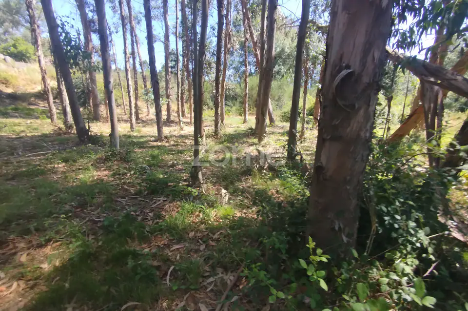Ruína em Pedra, Palheiro escavado em pedras — imagem 10