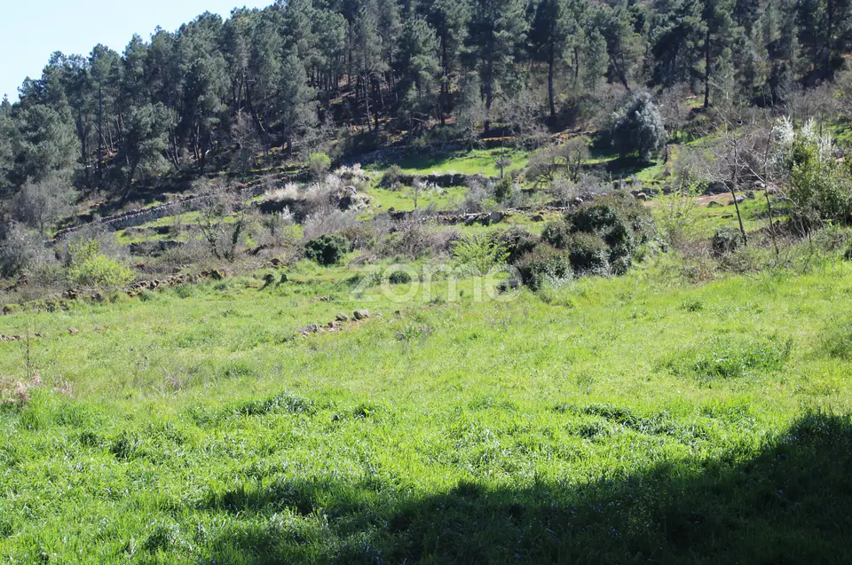 Lote de 940 m2, no monte de Nossa Senhora Do Castelo - Mangualde — imagem 10