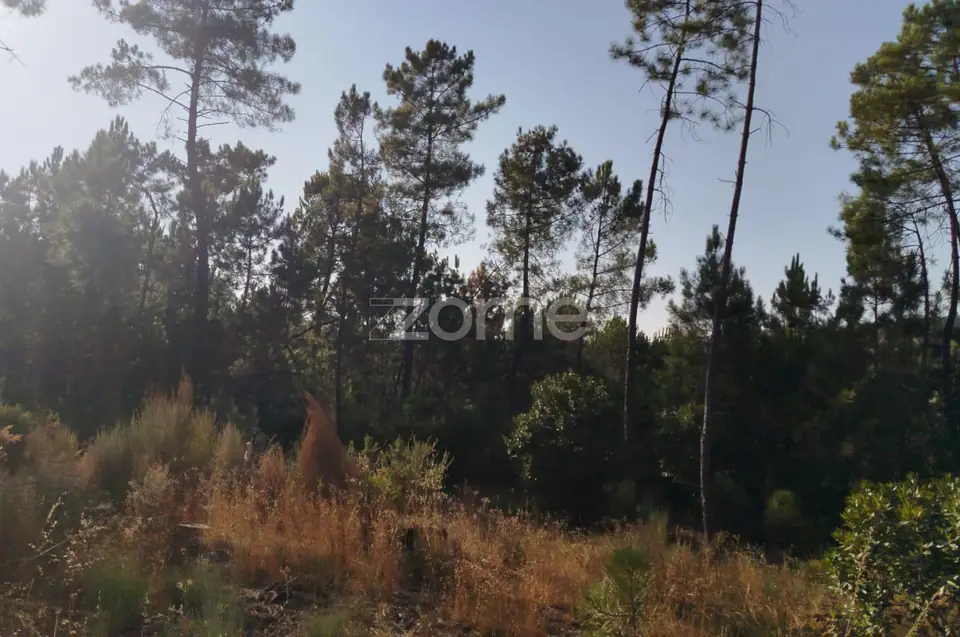 🌄✨ Terreno Urbanizável em Casal Mundinho – Um Refúgio Tranquilidade — imagem 22
