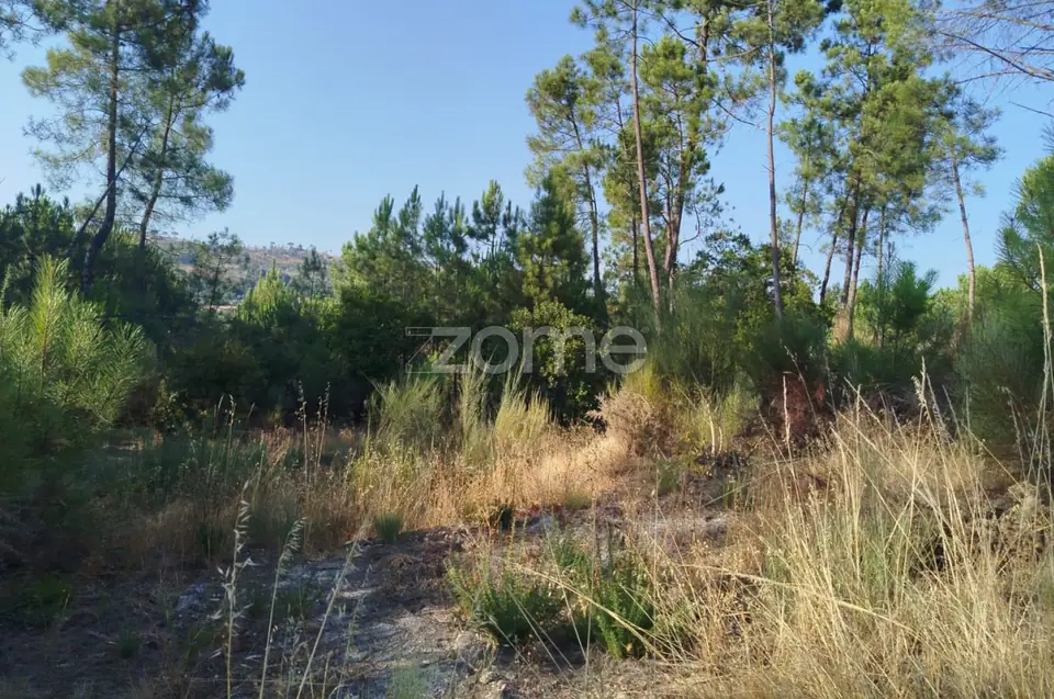 🌄✨ Terreno Urbanizável em Casal Mundinho – Um Refúgio Tranquilidade — imagem 16