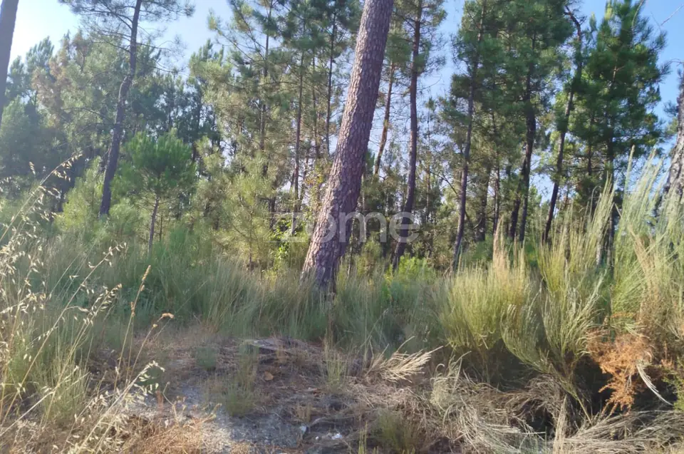 🌄✨ Terreno Urbanizável em Casal Mundinho – Um Refúgio Tranquilidade — imagem 14