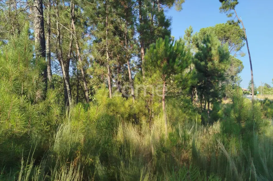 🌄✨ Terreno Urbanizável em Casal Mundinho – Um Refúgio Tranquilidade — imagem 11
