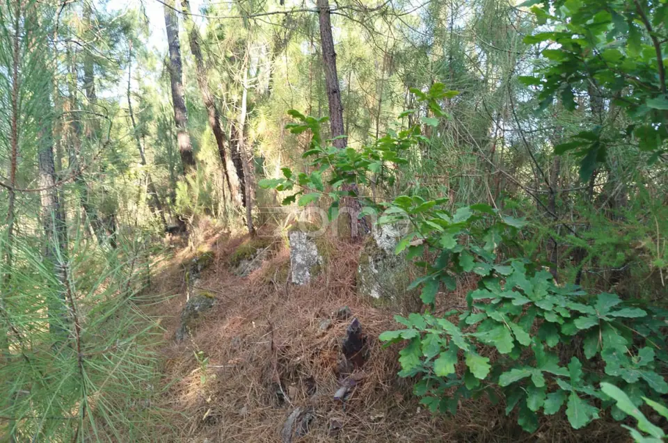 🌄✨ Terreno Urbanizável em Casal Mundinho – Um Refúgio Tranquilidade — imagem 2