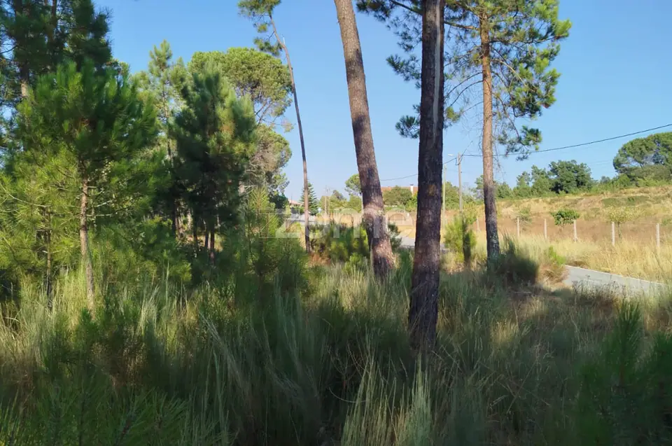 🌄✨ Terreno Urbanizável em Casal Mundinho – Um Refúgio Tranquilidade — imagem 10