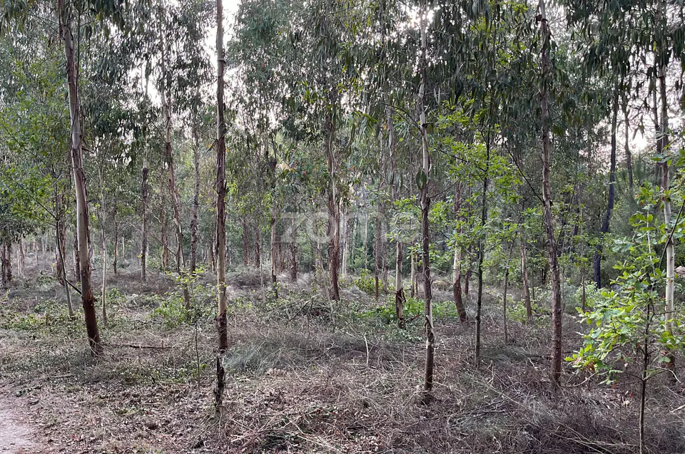 Terreno em Silgueiros para venda — imagem 5