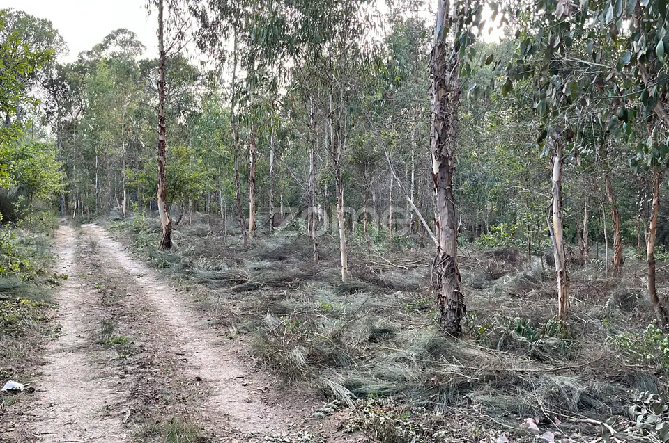 Terreno em Silgueiros para venda — imagem 1
