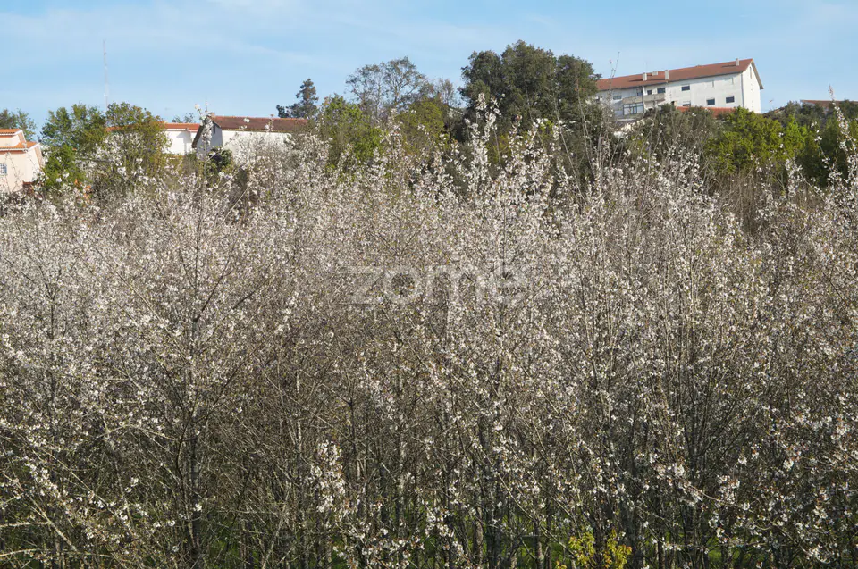 🌿 Quinta com 2 Moradias, Piscina - Oliveira do Hospital — imagem 5