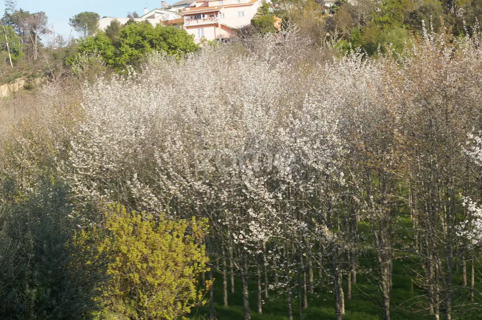 🌿 Quinta com 2 Moradias, Piscina - Oliveira do Hospital — imagem 22