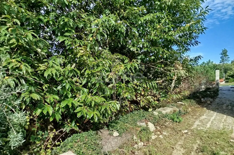 Dois lotes para construção com vários arvores de fruto, castalheiros — imagem 43