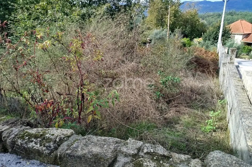 Dois lotes para construção com vários arvores de fruto, castalheiros — imagem 39