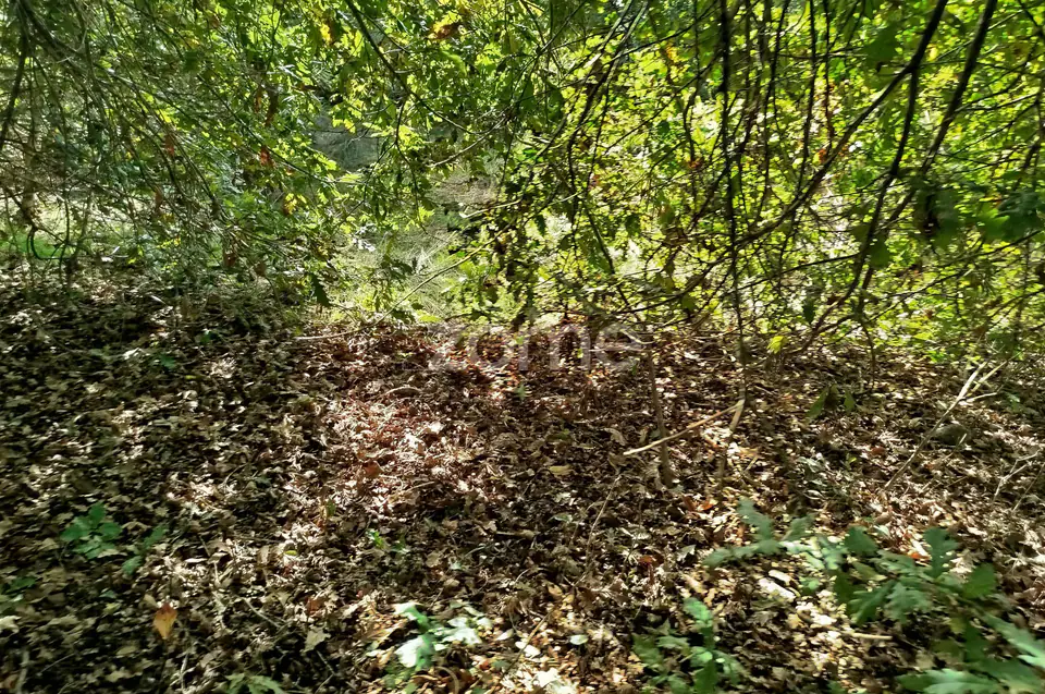 Dois lotes para construção com vários arvores de fruto, castalheiros — imagem 7