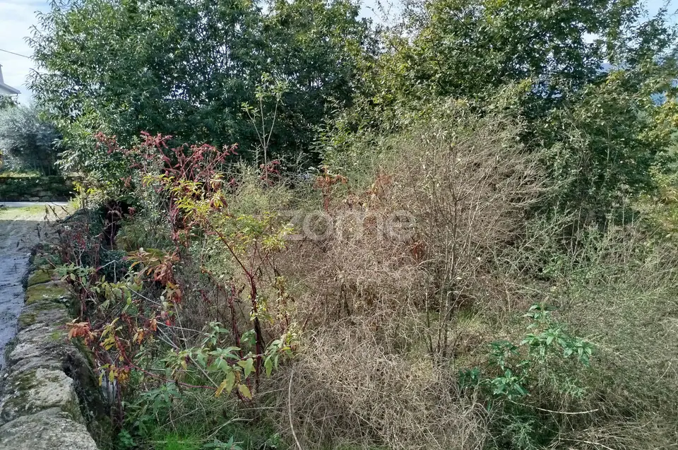 Dois lotes para construção com vários arvores de fruto, castalheiros — imagem 35