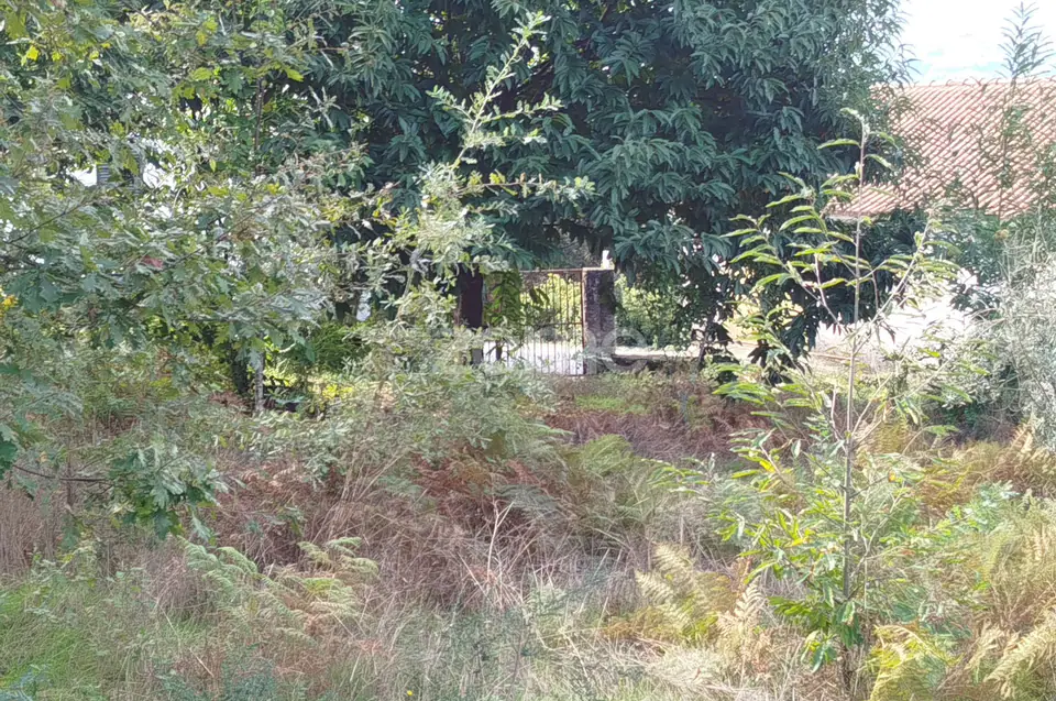 Dois lotes para construção com vários arvores de fruto, castalheiros — imagem 32