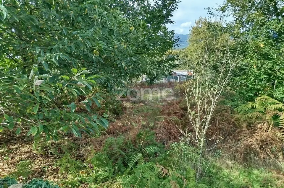 Dois lotes para construção com vários arvores de fruto, castalheiros — imagem 42