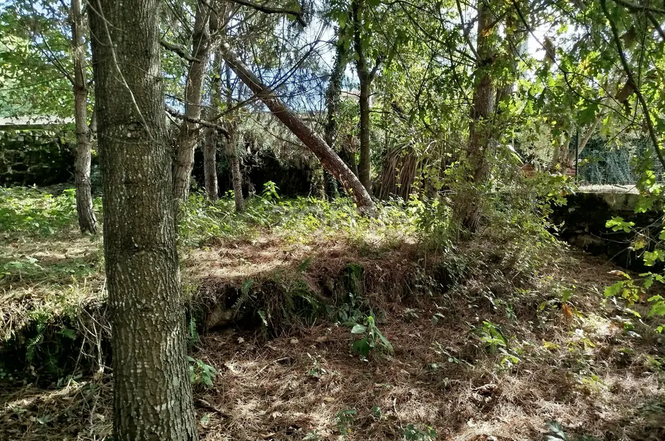 Dois lotes para construção com vários arvores de fruto, castalheiros — imagem 3