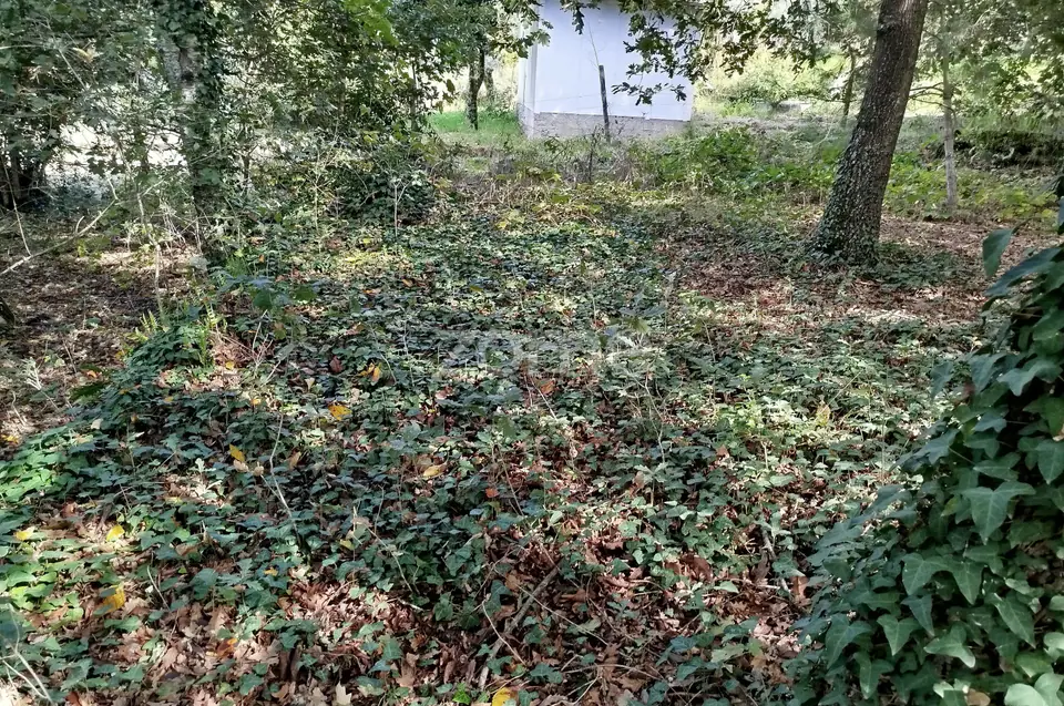 Dois lotes para construção com vários arvores de fruto, castalheiros — imagem 17