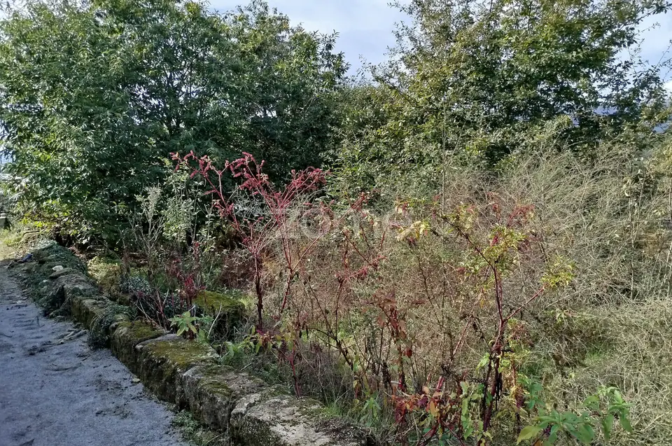 Dois lotes para construção com vários arvores de fruto, castalheiros — imagem 37