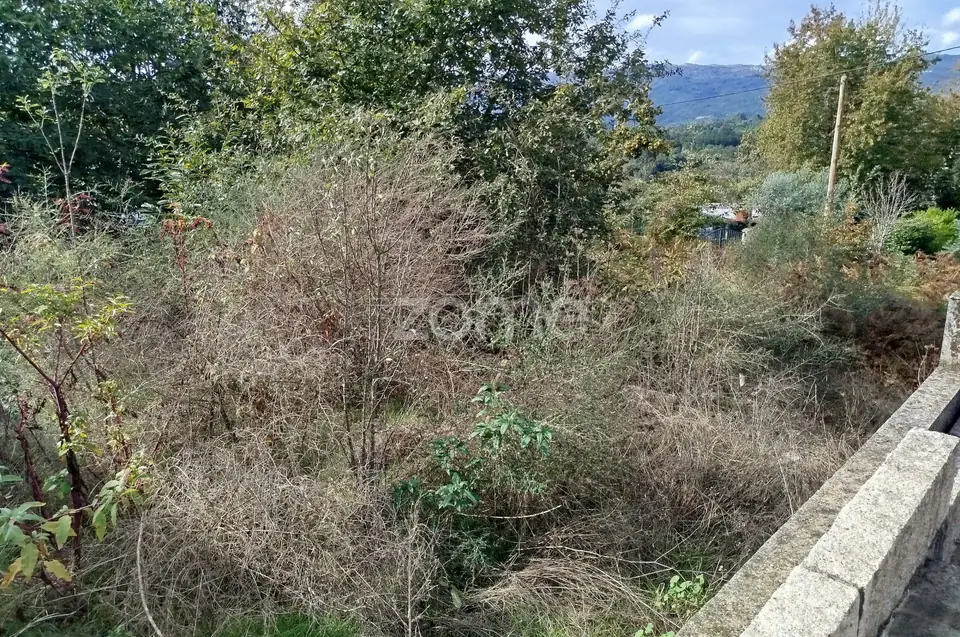 Dois lotes para construção com vários arvores de fruto, castalheiros — imagem 36