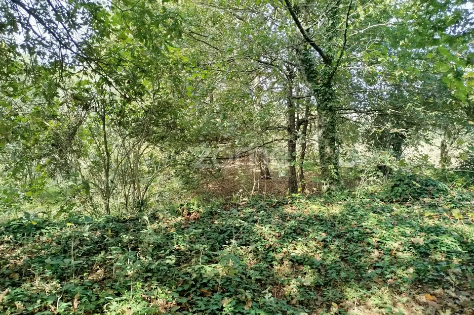 Dois lotes para construção com vários arvores de fruto, castalheiros — imagem 16