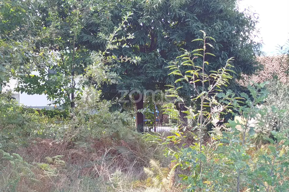 Dois lotes para construção com vários arvores de fruto, castalheiros — imagem 31