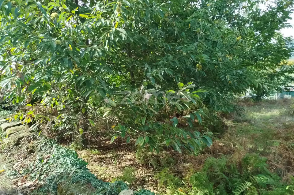 Dois lotes para construção com vários arvores de fruto, castalheiros — imagem 41
