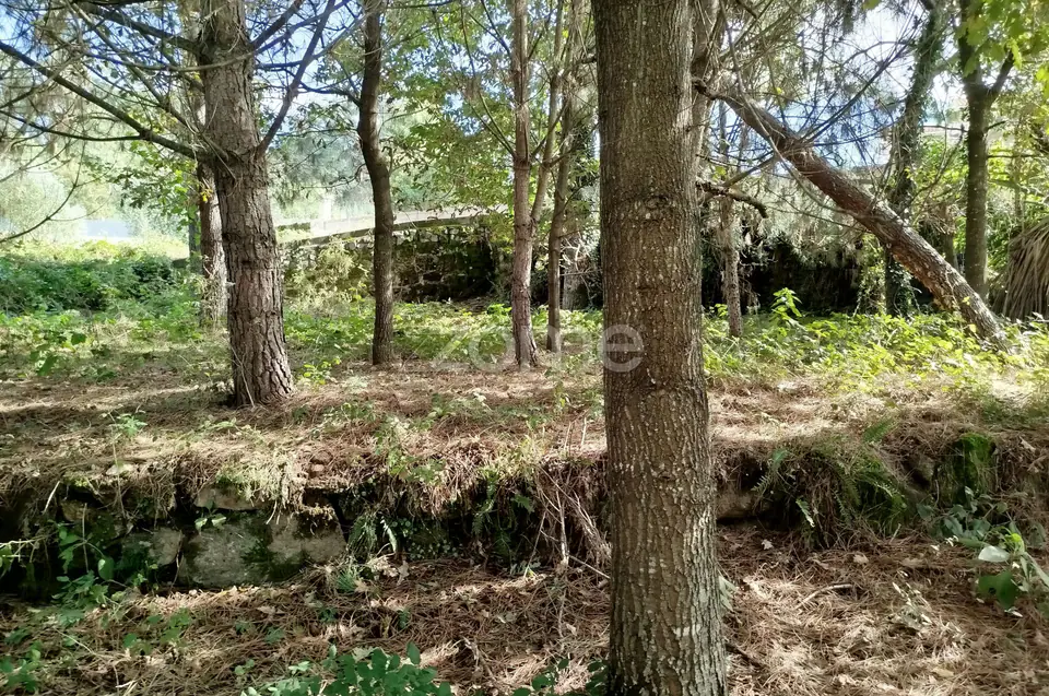Dois lotes para construção com vários arvores de fruto, castalheiros — imagem 2