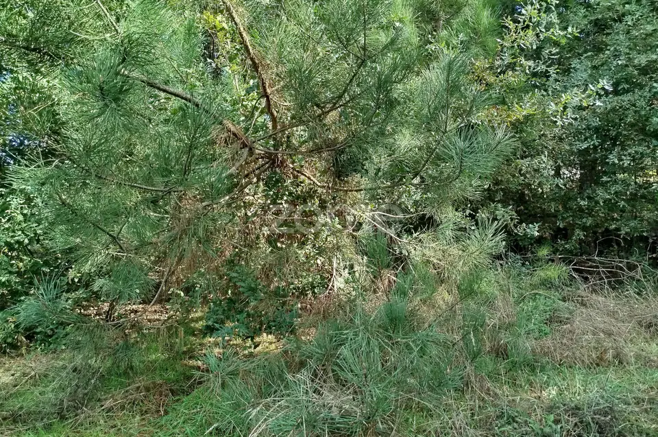 Dois lotes para construção com vários arvores de fruto, castalheiros — imagem 5